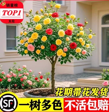 Lollipop Tree Stump Rose Seedlings, Potted Flowers with Extra Large Blooms, Four-Season Plants for Courtyards, Old Stump Rose Trees