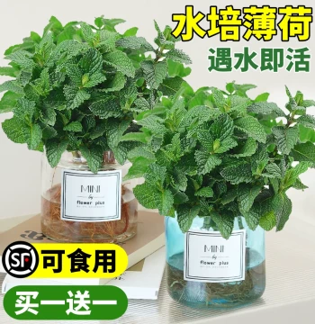 Hydroponic Mint Indoor Potted Plant - Edible Lemon Mint Leaves, Rosemary, Mosquito-Repelling Grass, Easy-Care Aquatic Greenery