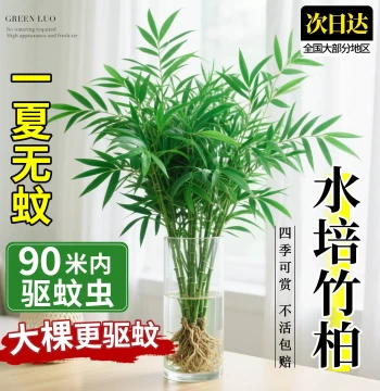Hydroponic Podocarpus Mosquito-Repellent Plant, Indoor Green Potted Plant, Water-Grown Bamboo, Large Old Stump, Suitable for Office Desktop, Easy to Maintain Year-Round