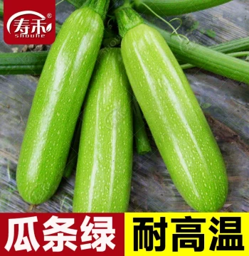Zucchini Seeds & Seedlings, High-Yield Vines, Four-Season Potting, Summer Banana Squash Variety, Vegetable Seeds & Sprouts