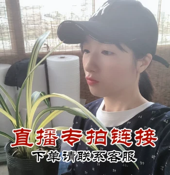 Wengyuan Orchid Seedlings [Live Stream Exclusive] Mo Lan, Hui Lan, Chun Lan, Four Seasons Jian Lan, Large Flower Cymbidium, Strong Fragrance Easy-Care Varieties