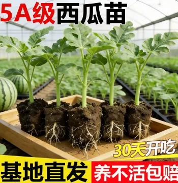8424 Watermelon Seedlings Grafted Kirin Large Watermelon Potted Seeds, Seedless Watermelon Fruit and Vegetable Saplings for Southern Regions