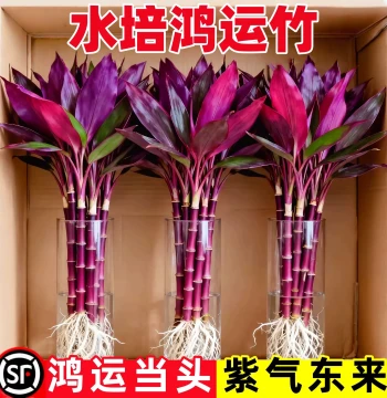 Lucky Bamboo Hydroponic Green Plant Pot for Living Room - Purple Bamboo Brings Good Fortune and Wealth, Easy-Care Office Desktop Flower