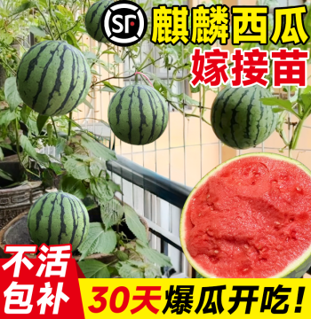 Grafted Kirin Watermelon Seedlings (Variety 8424): Black-Skin Seedless Meidu Variety, Low-Maintenance Fruit & Vegetable Plants for Balcony Pots