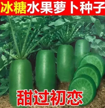 Fruit Radish Seeds Shawo Radish Seeds Pineapple Rock Candy Heart Green Radish Four Seasons Planting Vegetable Complete Seed Collection