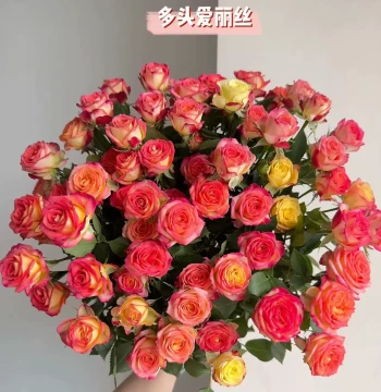 Alice Multi-Head Rose Fresh Flowers - Direct from Yunnan Base, Water-Cultivated for Home Use, Same-Day Delivery for 520 Valentine's Day