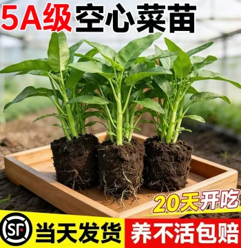 Three-Fork Water Spinach Seedlings: Easy-to-Grow Year-Round Vegetable Seeds, Shipped with Roots & Soil, Multi-Harvest, Large Leaves, High Yield, Fresh Saplings