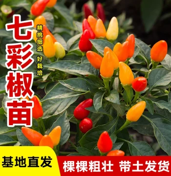 Colorful Pepper Seedlings - High-Yield Four-Season Variety from Shouguang, Shandong (Pointing-to-Sky, Erjingtiao, Screw, and Millet Peppers)