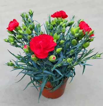 Carnation Potted Plant with Buds - Indoor, Balcony, Courtyard Year-Round Flowering Greenery, Easy-Care Blooming Plant