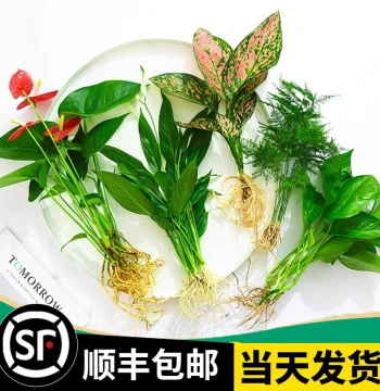 Flower Potted Plants, Hydroponic Plants, Indoor Flowers, Greenery, Four Seasons Aquatic, Easy to Keep Alive, Pothos, Lucky Bamboo, Asparagus Fern, Taro, Red and White Peace Lily