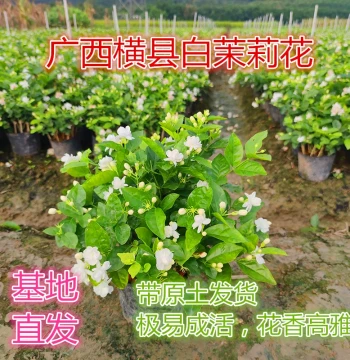 Fresh Jasmine Plants Shipped Direct from Base - Potted Jasmine for Balcony, Windowsill, or Courtyard, Highly Fragrant Flowering Greenery