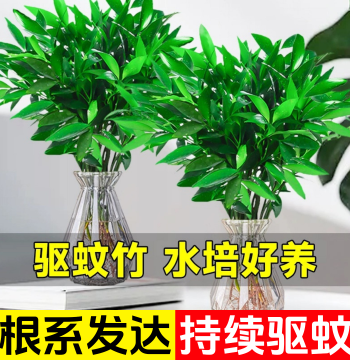 Extra-Large Podocarpus Macrophyllus Hydroponic Plant for Mosquito Repellent, Evergreen Indoor Greenery for Living Room and Office