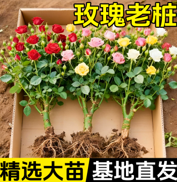 Rose Seedling Old Stump Potted Plant: Multi-Season Blooming Greenery for Balcony and Four-Season Gardening