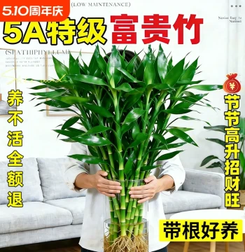 Premium Lucky Bamboo with Roots – Hydroponic Indoor Plant for Living Room Wealth Attraction (Guanyin Bamboo Fortune Pot)