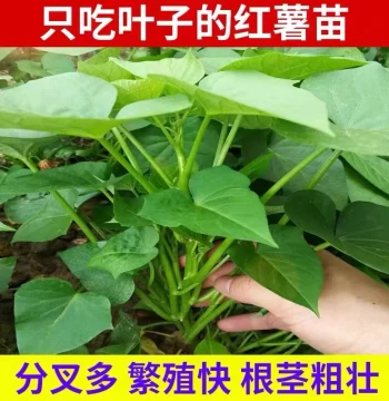 Leaf-Eating Sweet Potato Vine Seedlings - Guangzhou Specialty Edible Sweet Potato Leaves, Red Yam Seedlings for Vegetable Planting
