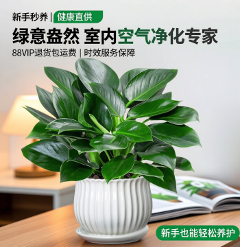 Premium Philodendron Potted Plant Green Princess Hydroponic Greenery High Aesthetic Value Radiation Protection Indoor Succulent Easy to Maintain Year-Round