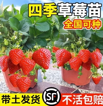 Strawberry Seedlings in Pots, Edible Cream Red Yan Variety, Plug Tray Fruit Sprouts, Suitable for North & South Balconies, Four-Season Planting, Easy to Grow
