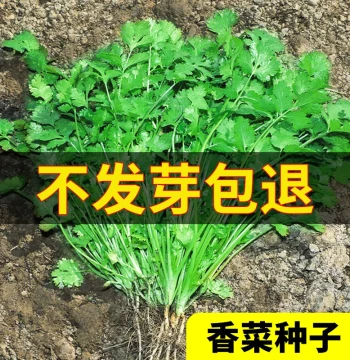Four Seasons Coriander Seeds, Large Leaf Cilantro Seedlings, Balcony Vegetable Gardening, Autumn and Winter Potted Vegetable Seeds Collection