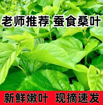 Fresh Mulberry Leaves Silkworm Baby Student Silkworm Raising Kit Mulberry Leaf Feed Tender Mulberry Leaves Premium Sorted Large Leaves