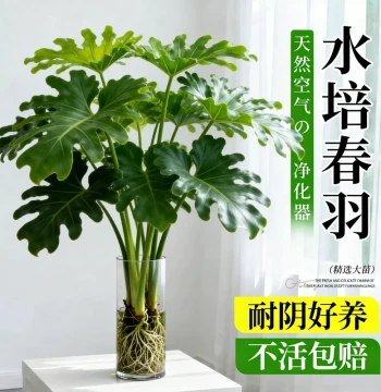 Philodendron Hope Hydroponic Plant Indoor Potted Large-Leaf Monstera for Living Room, Office, and Desktop