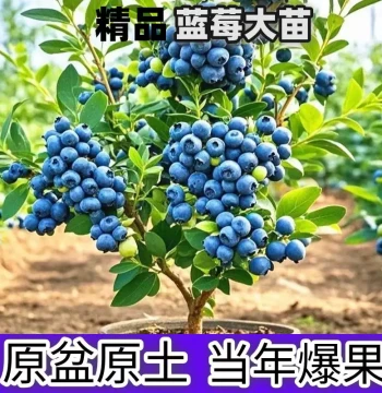 Blueberry Tree Sapling Potted Plant - Extra Large Fruit-Bearing Seedling for Indoor Balcony or Ground Planting, Cold-Hardy, Suitable for North and South Regions, Year-Round Fruiting