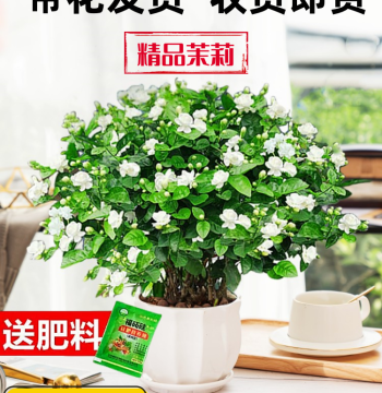 Jasmine Seedling Potted Plant with Buds, Old Stock Orange Jasmine, Mosquito-Repelling Hydroponic Gardenia, Indoor Year-Round Flowering Green Plant