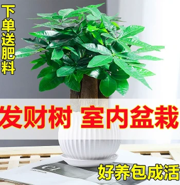Money Tree Small Potted Plant, Flower Greenery, High Aesthetic Value Office Indoor Plant, Pothos, Asparagus Fern, Hydroponic Money Tree, Easy to Care For