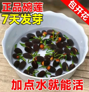 Bowl Lotus Hydroponic Plants Indoor Flowers Easy to Grow Real Lotus Seeds Seasonal Water Lily Potted Plants