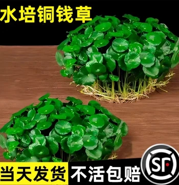 Hydroponic Copper Coin Grass (Pilea peperomioides) Mature Root Stock Potted Plant; Large-Leaf Money Plant with Sprouts, Easy to Grow Indoors/Outdoors; Low-Maintenance Greenery