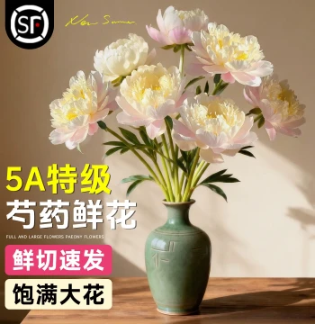 Phoenix Feather Falling into Golden Pool Peony Fresh Flowers Direct from Yunnan Sunset Coral Double Petal Bouquet Imported Shandong Fresh Cut Flowers