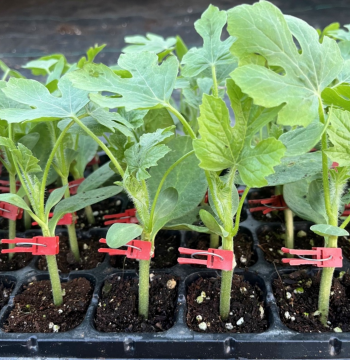 Watermelon Seedlings Grafted 8424 Kirin Meidu with Soil, Strong Seedlings, Super Sweet, High Yield, Southern Balcony Fruit and Vegetable Seedlings