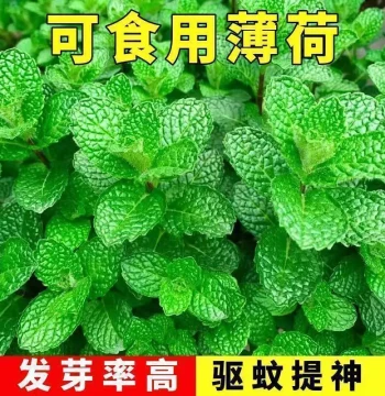 Edible Mint Seeds | Four-Season Planting, Perfume Spearmint, Catnip, Mosquito Repellent, Indoor Balcony Potted Flower Seeds