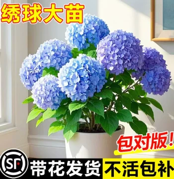 Hydrangea Potted Plant with Buds, Endless Summer Sapling, Old Root Stock, Indoor/Outdoor Balcony Garden Flower, Easy to Grow Year-Round