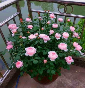 Premium Large Shrub Rose Saplings: Autumn Rouge, Juice, Scheherazade – Highly Fragrant, Blooms Year-Round for Courtyard and Balcony Pots