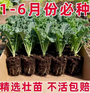 Fresh Kale Seedlings in Pots, Large Vegetable Plants, Organic Seeds for Spring Planting, Purple Cabbage, Fresh Vegetables