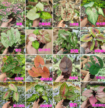 Green Leafy Plants, Caladium Pots, Strawberry Snow, White Lover, Peacock Display, Summer Breeze
