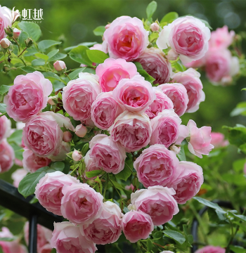 Rose Seedlings Potted Hengyue Pierre de Ronsard Florentina Philosatina Juice Balcony Blue Rainy Day