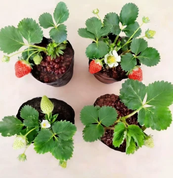 Four-Season Cream Strawberry Seedlings with Soil in Plug Trays: Fresh Seedlings Bearing Fruit This Year, Ideal for Balcony Planting ('Angel' Variety)