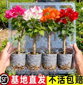 Double-Petal Bougainvillea, Year-Round Blooming Potted Plant, Small Seedlings or Old Stumps, Indoor/Outdoor Courtyard Climbing Vine, Easy to Grow