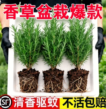 Edible Rosemary and Mint Potted Plants – Steak Herb & Mosquito-Repellent Fresh Greenery, Easy-Care Indoor Plant for All Seasons