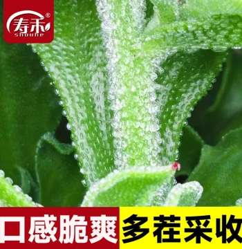 African Ice Plant Crystal Ice Vegetable Seeds - Seedlings for Southern Regions, Year-Round Vegetable Seeds and Sprouts
