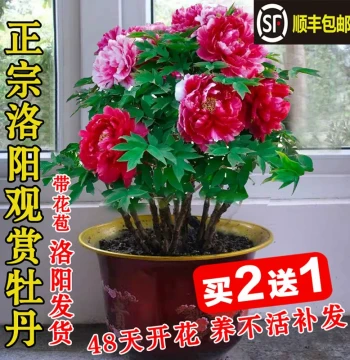 Peony Flower Tree Sapling Potted Large Plant Luoyang Authentic with Buds Four-Season Double-Petal Flower Peony Seedling