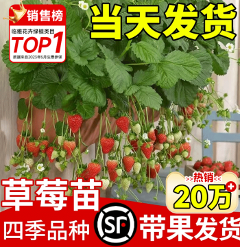 Cream Strawberry Seedlings Potted with Flowers and Fruits, Soil Included, Hongyan Variety, Year-Round Fruiting, Balcony Planting New Seedlings