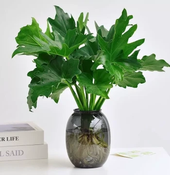 Philodendron Hydroponic Plant Potted Indoor Living Room Office Desktop Flower Large Leaf Monstera Easy-Care Green Plant