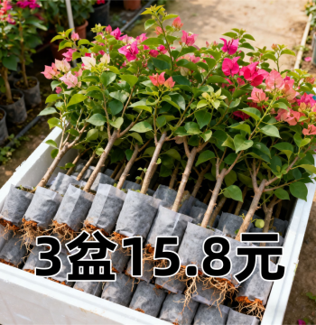 Double-Petal Bougainvillea Potted Plant with Flowers – Mature Vine Stock, Large Seedling for Indoor/Outdoor Climbing, Red Blossoms Blooming Year-Round