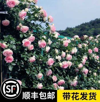[1.6m Large Seedling] Rose Vine Climbing Monthly Rose: Extra-Large Flowering Vine Plant for Year-Round Blooms, Potted Rose Plant