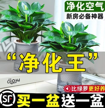 Golden Diamond Green Princess Potted Plant, Pothos Hydroponic Indoor Easy-Care Flower, Air-Purifying Greenery for Living Room and New Homes