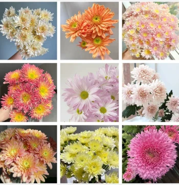 Large Cut Flower Chrysanthemum Lullaby Queen Vanilla Salad Chrysanthemum Cabaret Salmon Large Chrysanthemum Seedlings Perennial Free Shipping