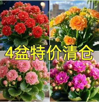 Kalanchoe Potted Plant Seedling with Buds Double Petal Large Flower Golden Fox Indoor Perennial Easy-to-Care Flower Green Plant