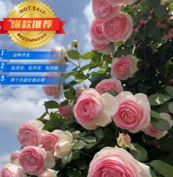 Climbing Rose and Briar Seedlings for Balcony and Courtyard, Wall-climbing Plants, Ground-planted Climbing Roses, Potted Four-season Flowers with Strong Fragrance